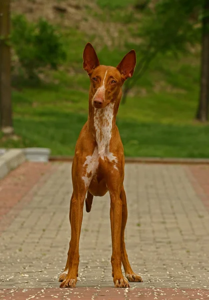 Červený pes — Stock fotografie