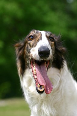 Borzoi dog clipart