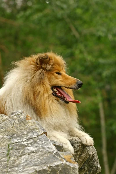 Ποιμενικού σκύλου σε πέτρα — Φωτογραφία Αρχείου