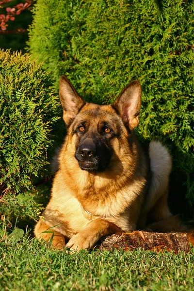 O cão em arbustos brilhantes — Fotografia de Stock