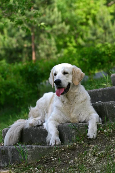 Retrato de un perro blanco — Foto de Stock