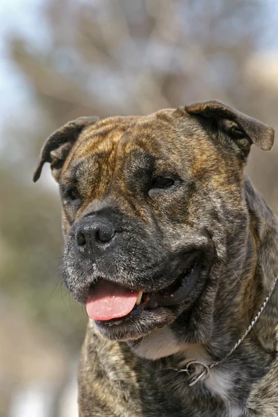 Retrato de Cadebou — Foto de Stock