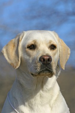 Young labrador portrate clipart