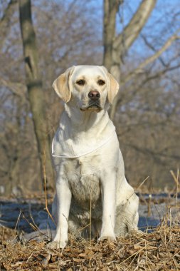 Young labrador clipart