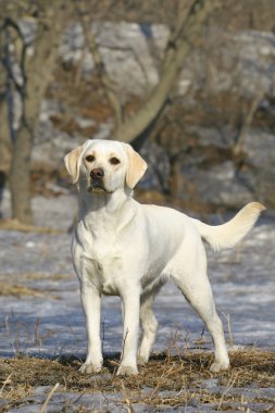 Young labrador clipart