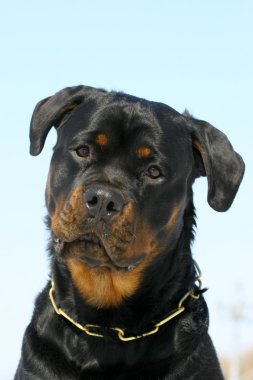 Rottweiler portrate