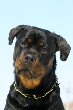 Rottweilers portrate clipart