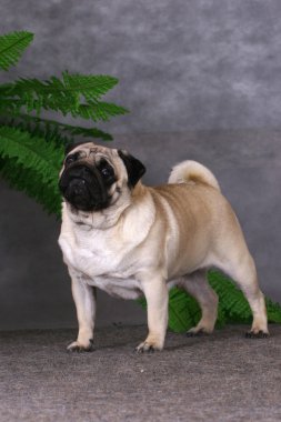 Standing pug clipart