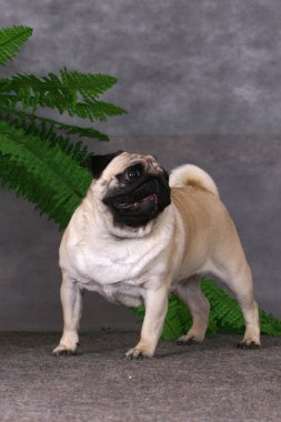 Pug dog standing clipart