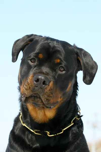 Rottweilers portrate — Stockfoto