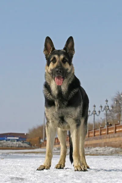 Standing east shepherd dog — Stock Photo, Image
