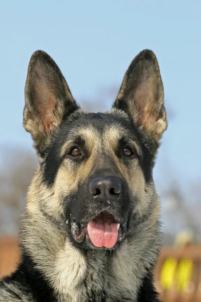 The portrate of east shepherd dog — Stock Photo, Image