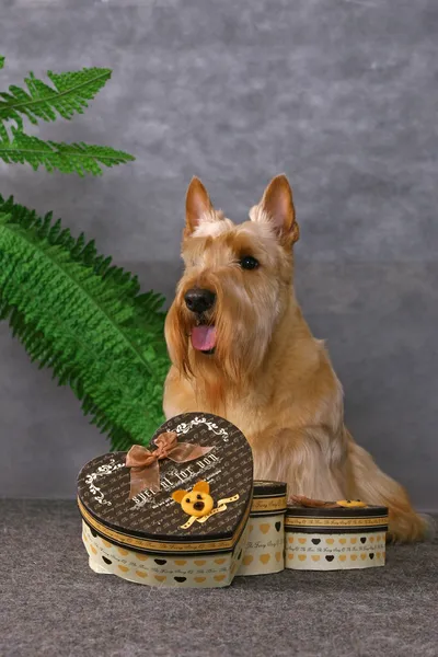 Schottischer Terrier und Geschenkboxen — Stockfoto