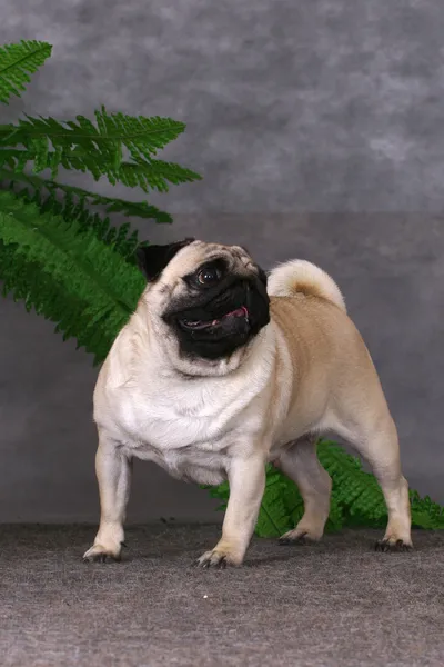 Pug dog permanent — Stockfoto