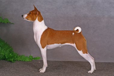 Basenji staying clipart