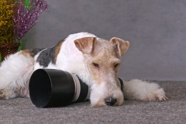 Dog and lens clipart