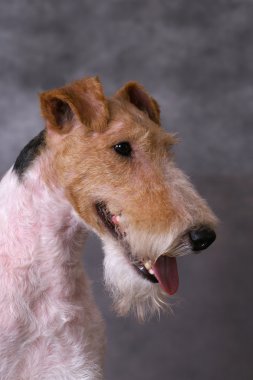 Foxterriers portrate clipart