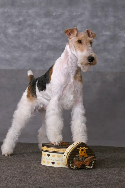 Pes a dárkové boxy — Stock fotografie