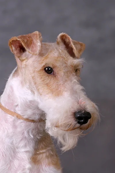 Foxterriers portrate — Stock Photo, Image