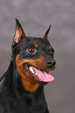 Zwerg pinscher clipart