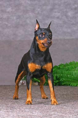 Zwerg pinscher clipart