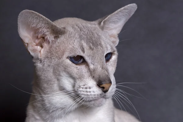 stock image Siamese face