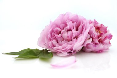 Peony clipart