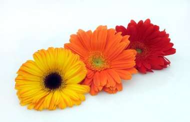 Gerbera