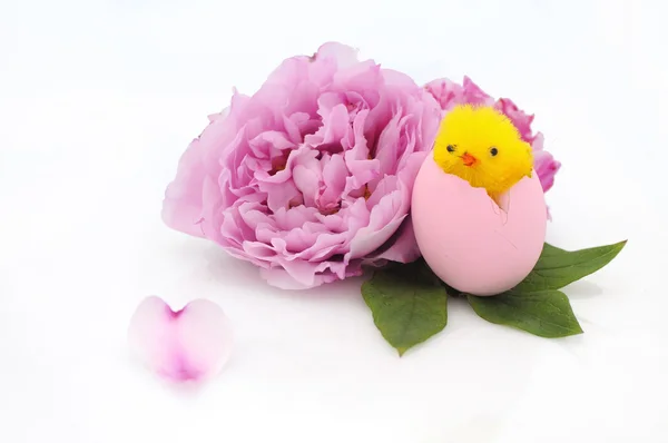 Little chiken of easter — Stock Photo, Image