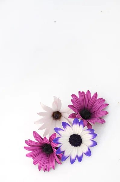 Composition of daisies — Stock Photo, Image