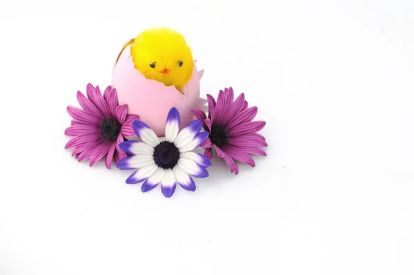 Little chiken of easter — Stock Photo, Image