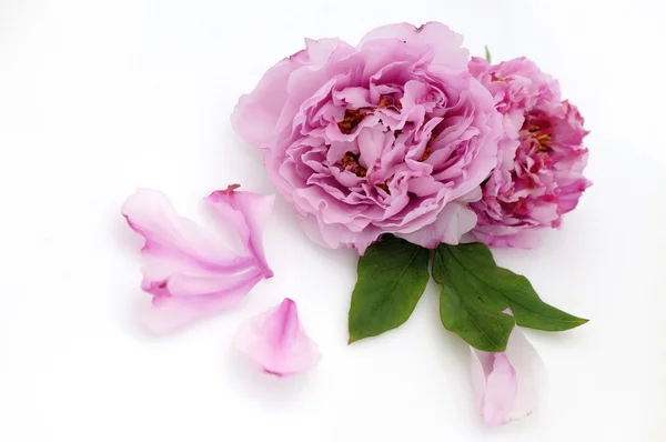 Peony Royalty Free Stock Images