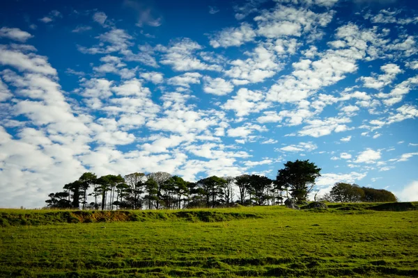 A row of trees on the green hill — Stock Photo, Image