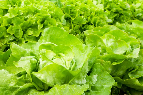 Stock image Lettuce row in the garden