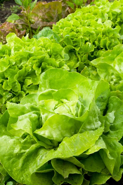 stock image Lettuce row in the garden