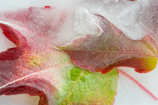 Frozen outumn leaves — Stock Photo, Image
