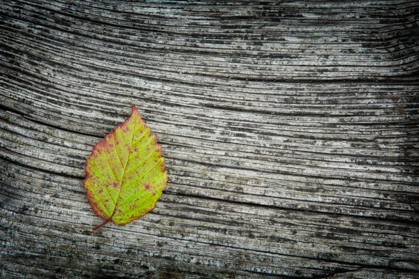Autumn Leaf On The Wooden Background — Stock Photo, Image