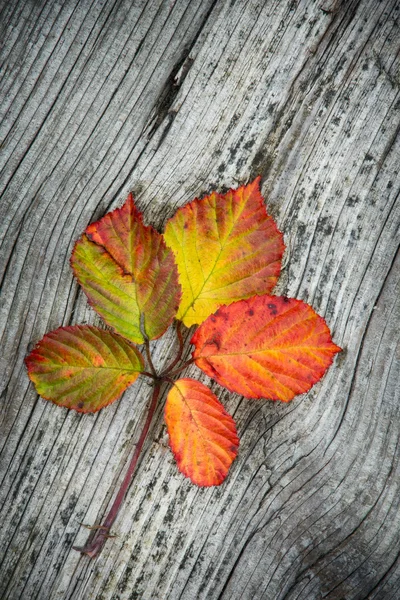 Efterårsblade på træbaggrund - Stock-foto