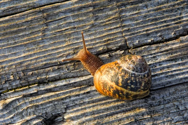 Snail on the old wooden surface — Stock Photo, Image