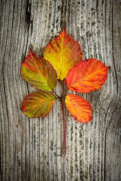 Φθινοπωρινά φύλλα στο ξύλινο φόντο — Φωτογραφία Αρχείου