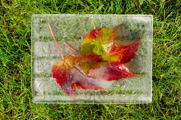 冷凍 outumn の葉 — ストック写真