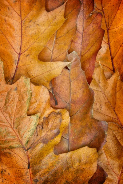 Oak leaves background — Stock Photo, Image