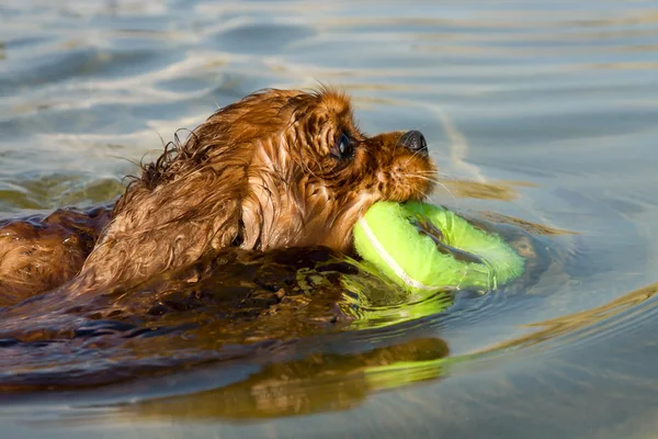 Cão nadando com anel de borracha — Fotografia de Stock