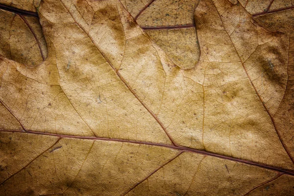 Oak leaves clouse-up — Stock Photo, Image