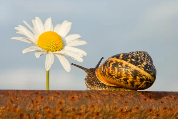 레일 및 꽃 달팽이 — 스톡 사진