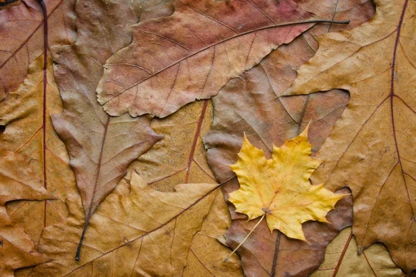 Maple leaf on the oak background — Stock Photo, Image