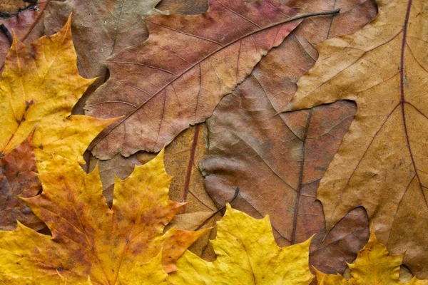 カシやカエデの葉の背景 — ストック写真