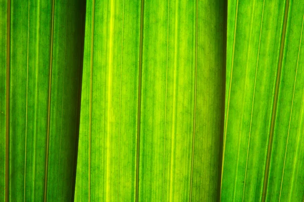 stock image Long green leaves,close-up