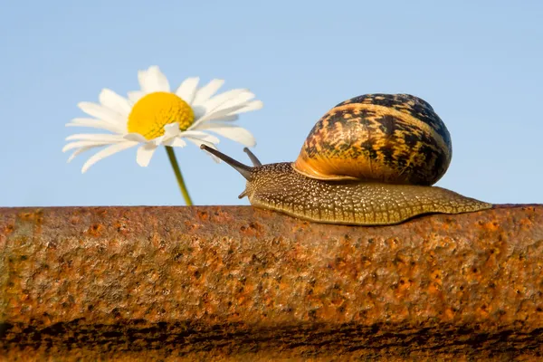 Snail on the rail and flower — Stock Photo, Image
