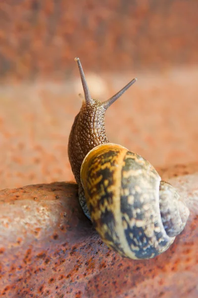 Snail on the rail — Stock Photo, Image